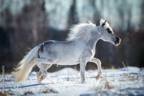 Miniature white horse runs in snow photo