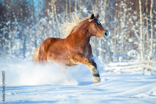 Draft horse gallops on winter background