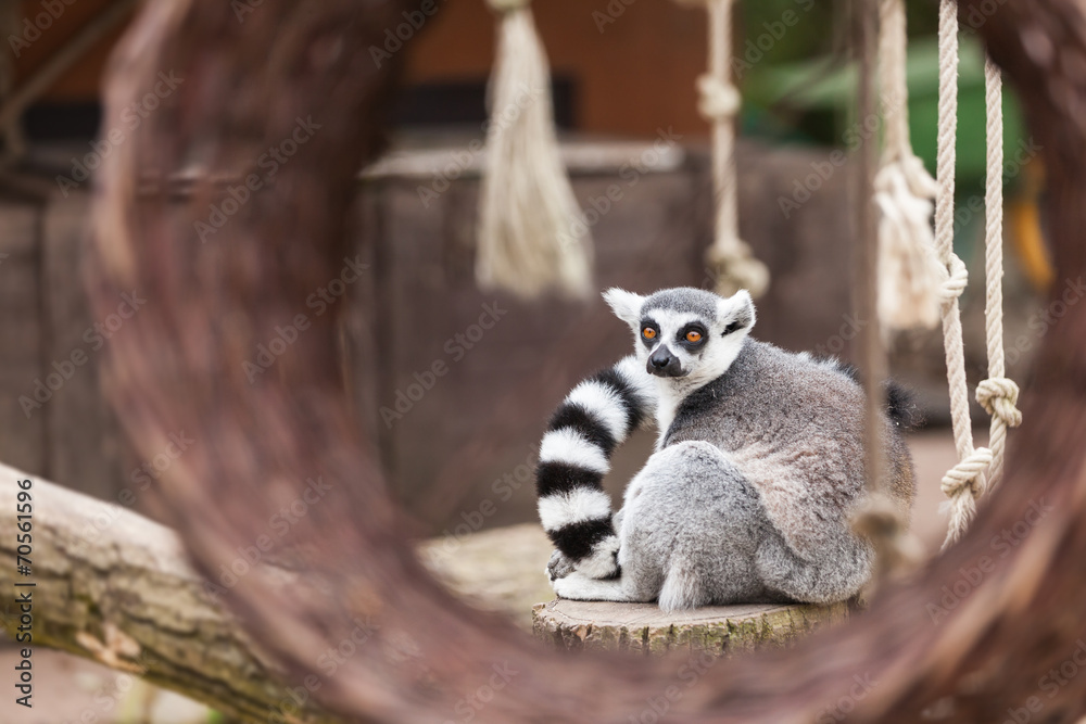 Fototapeta premium Ring-tailed lemur