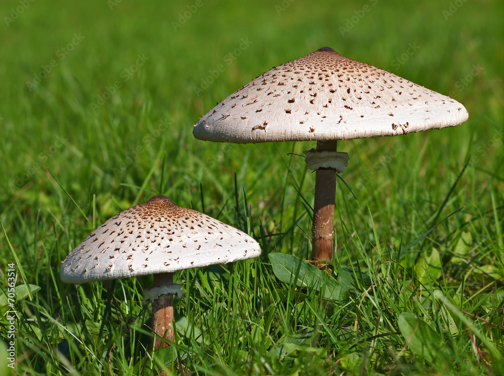 Gemeiner Riesenschirmling (Parasolpilz)