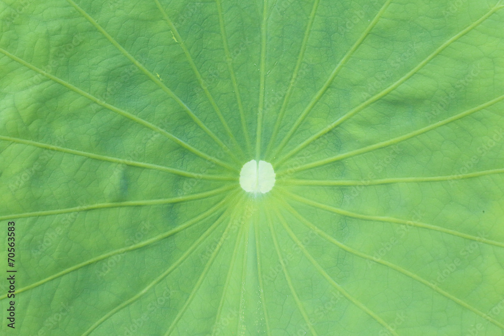 lotus leaf lotus leaf