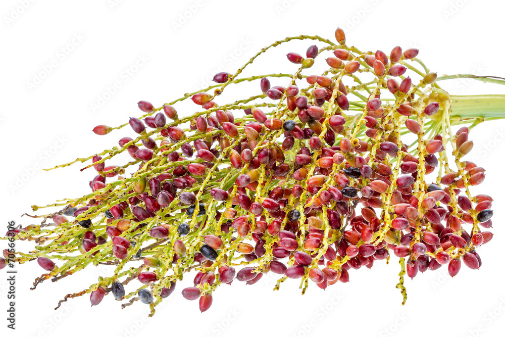 Palm seed bunch - riped