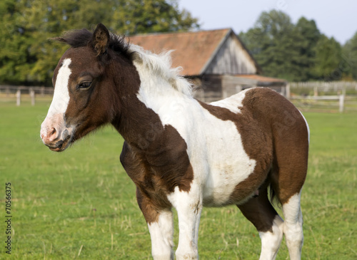 shetland pony foal