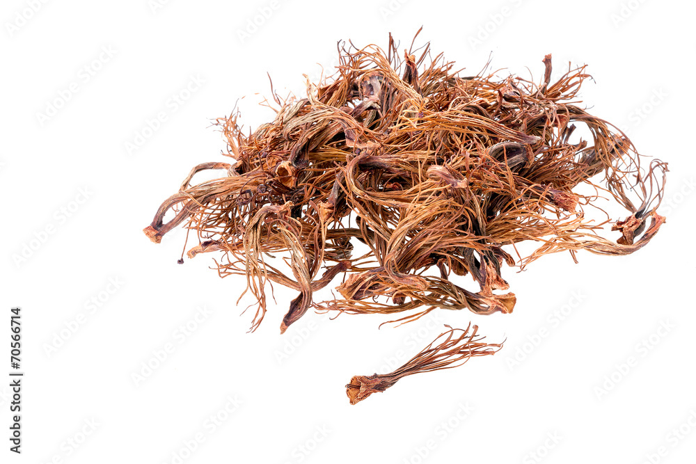 Naklejka premium BOMBAX CEIBA LINN - dried androecium