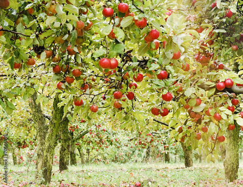 Canvas Print Apple tree in old apple orchard horizontal.