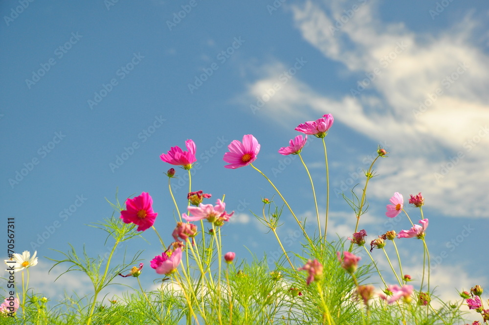青空とコスモス