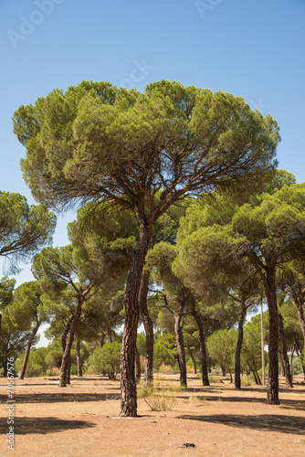 stone pine