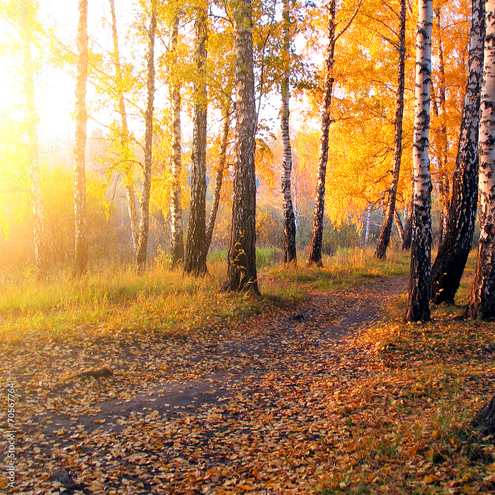 Obraz premium Jesienny las
