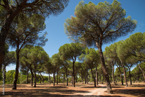 pine grove