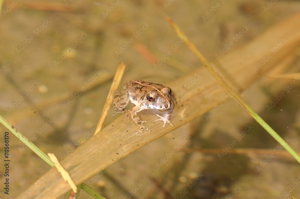 水田のカエル 水田のカエル