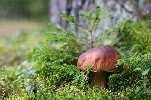 boletus mushroom in the forest