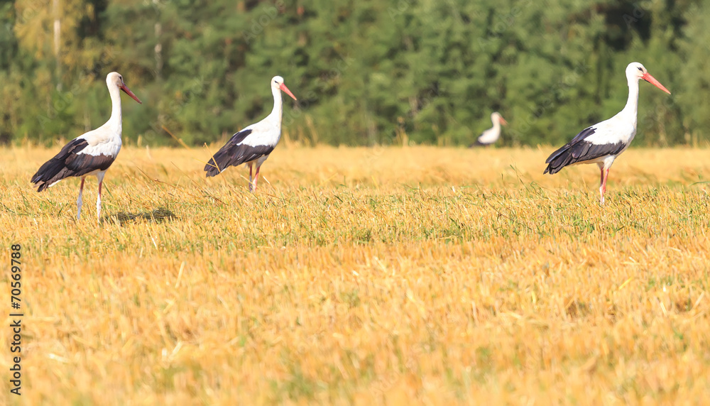 Walking White Storks on and forest background Walking White Storks on and forest background