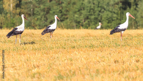 Walking White Storks on and forest background