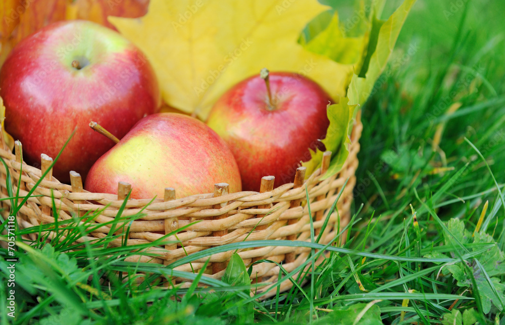 Apples in basket Apples in basket