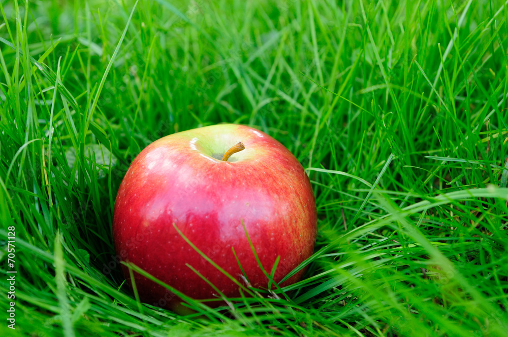 Apples in grass