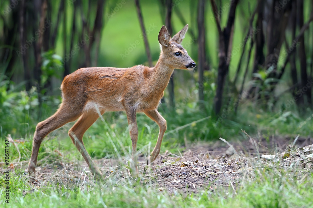 Young deer in forest