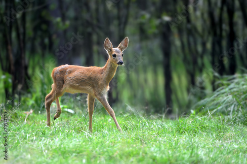 Fototapeta Naklejka Na Ścianę i Meble -  Young deer in forest