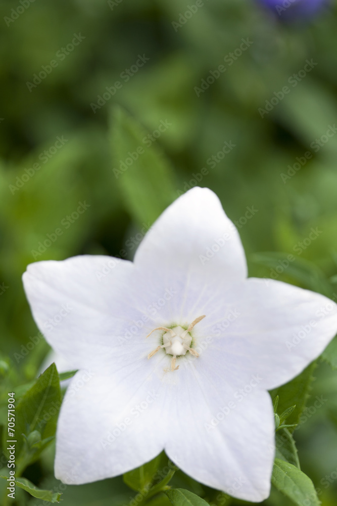 キキョウの花 キキョウの花