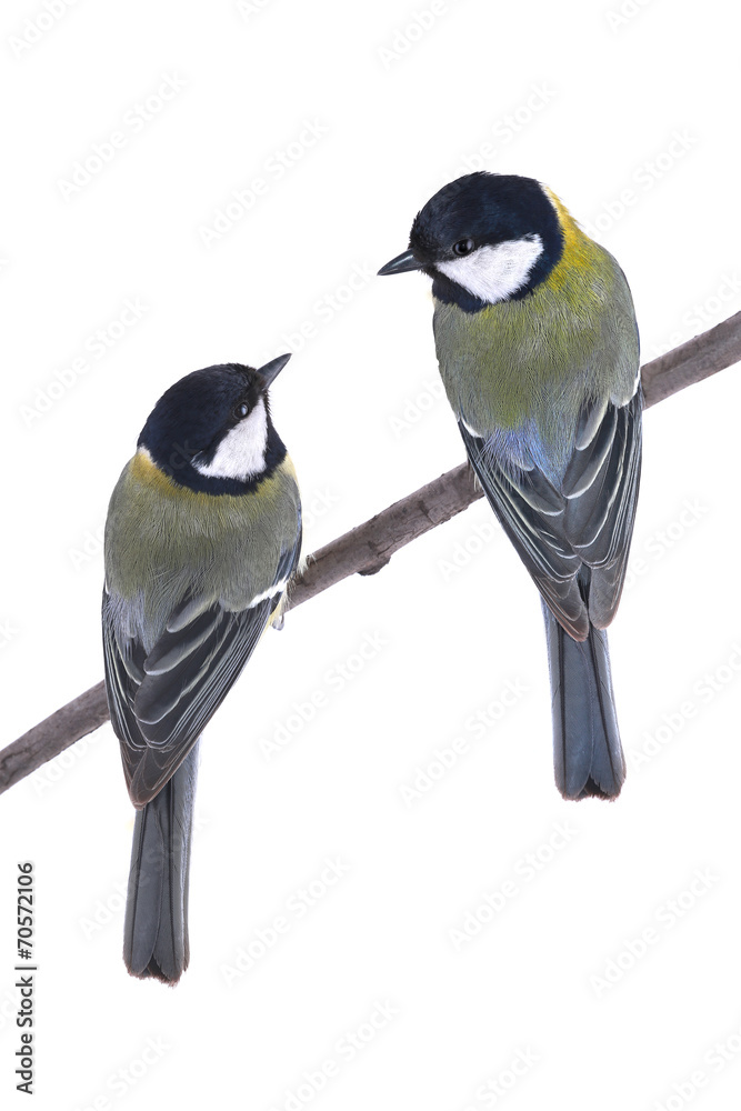 Fototapeta premium two titmouse