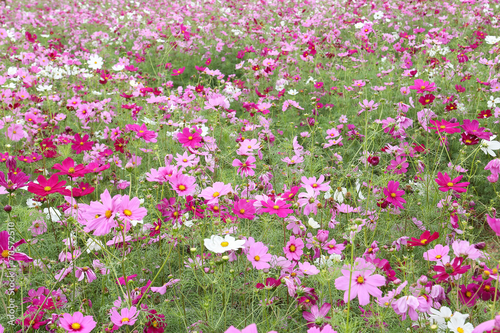 coreopsis coreopsis