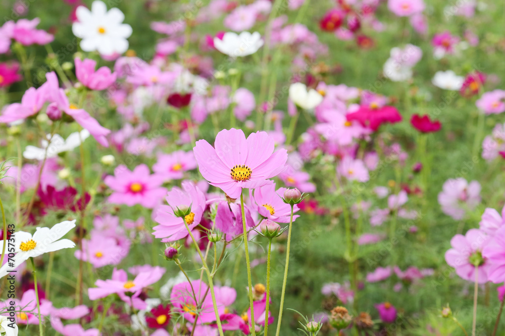 coreopsis