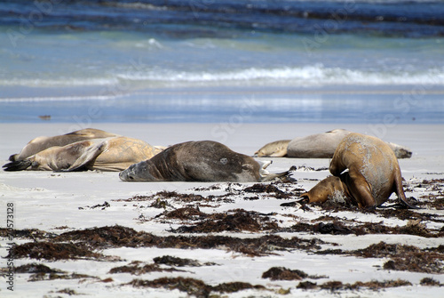 Australia, SA, Kangaroo Island