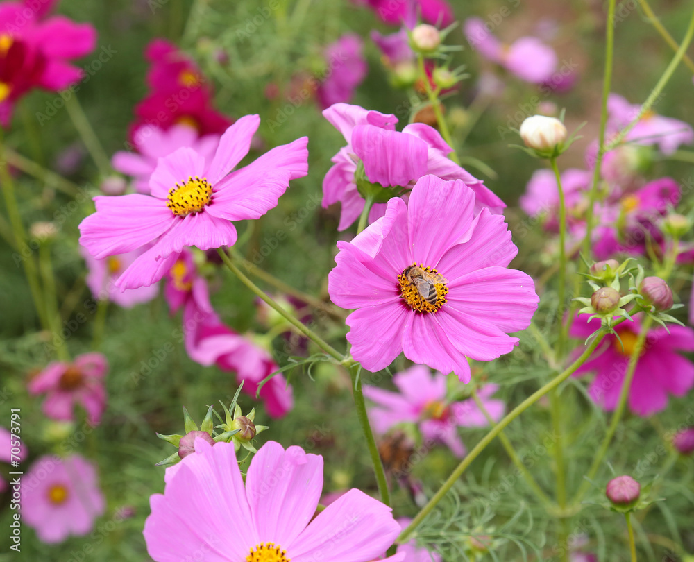 coreopsis coreopsis
