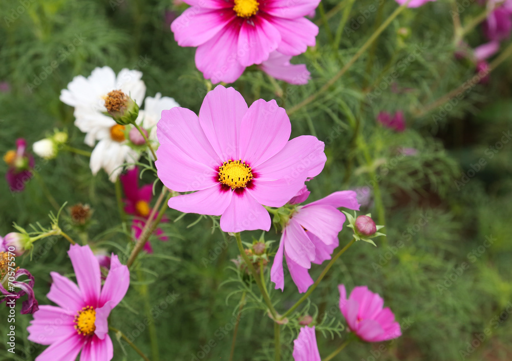 coreopsis coreopsis