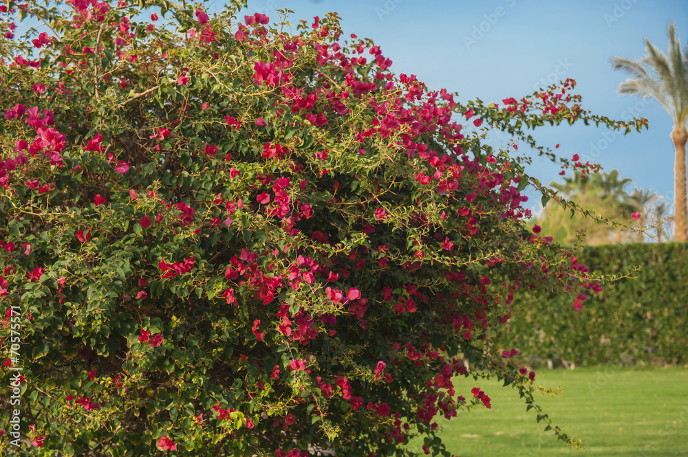branches of flowers pink bougainvillea