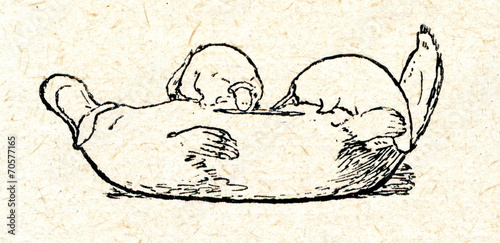 Platypus (Ornithorhynchus anatinus) cubs feeding photo