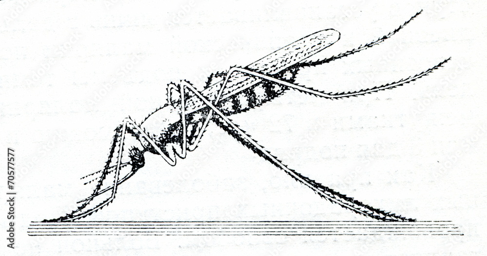 Малярийная муха. Малярийный комар рисунок. Комар рода Anopheles чб. Рисуем комара. Комар обыкновенный рисунок.