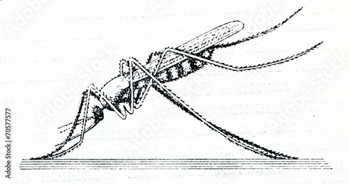 Fotografija Resting positions of Anopheles mosquito