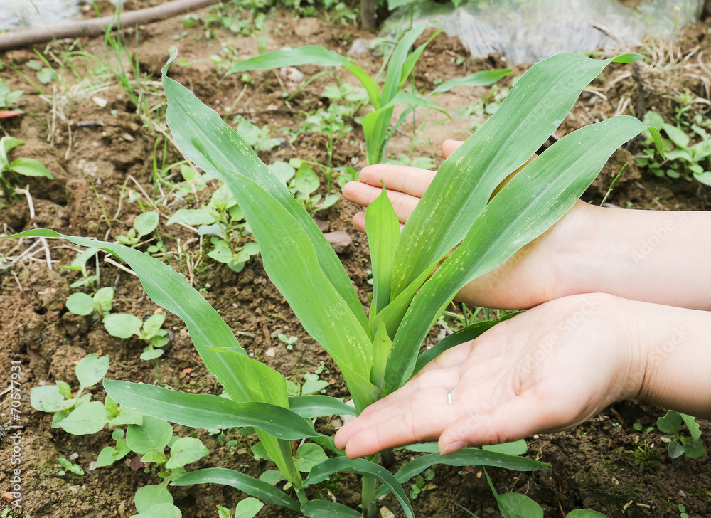 Obraz premium corn leaf