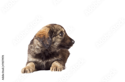 funny puppy lies on a white background isolated