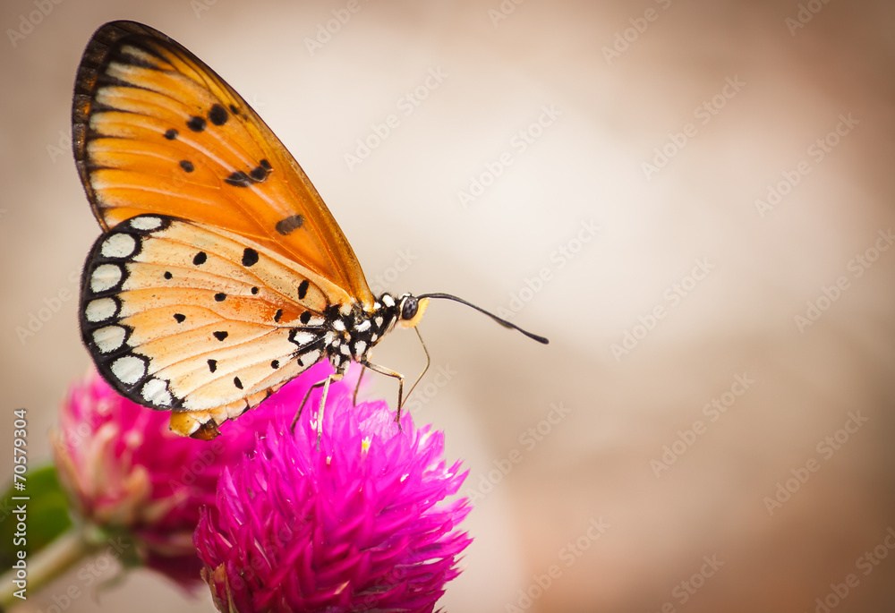 Obraz premium Butterfly on a flower