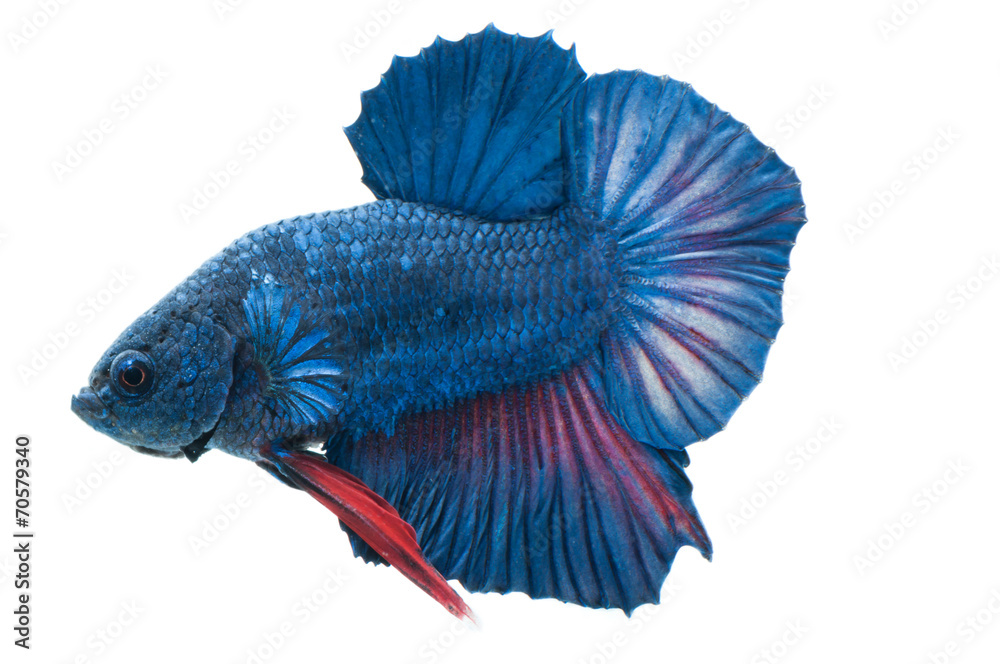 Fototapeta premium beautiful betta splendens isolated on white background