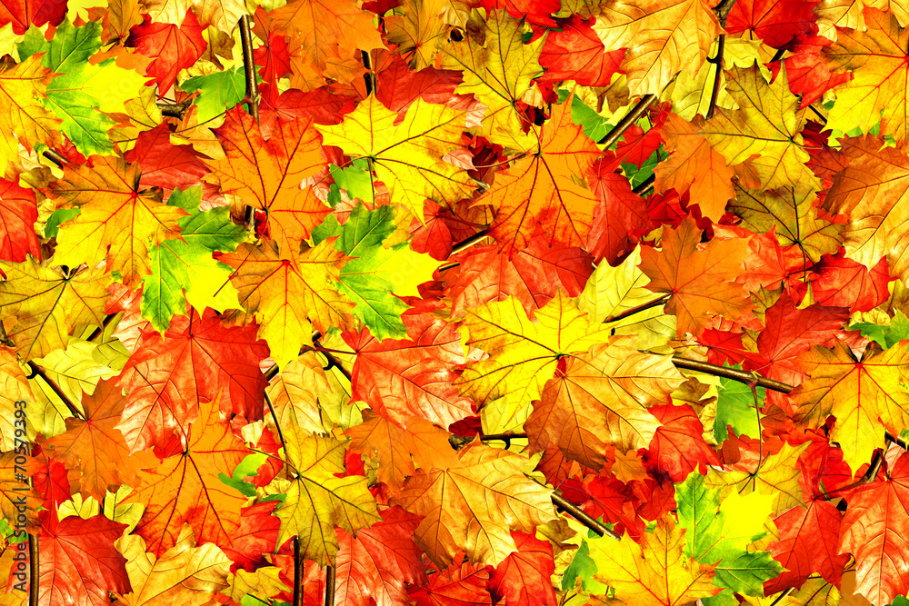 abstract background of autumn leaves of maple