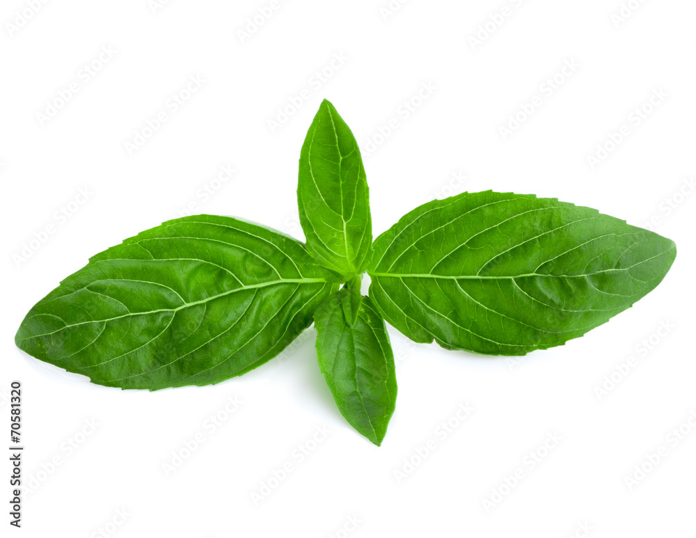 Basil Basil