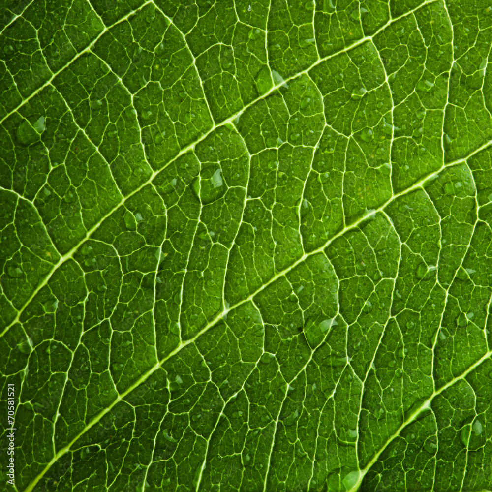 leaf leaf