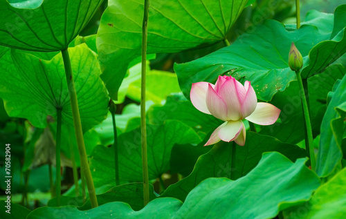 red lotus in the lake