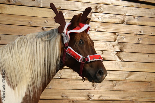 Poney déguisé en renne de Noël