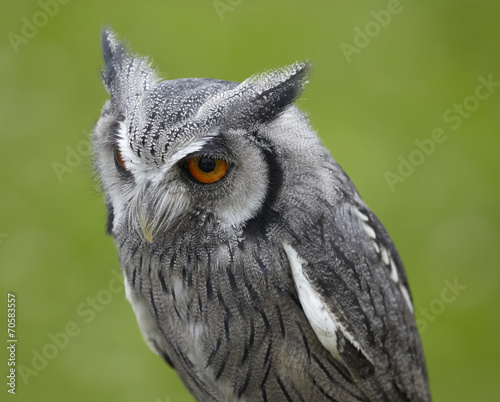 Ptilopsis leucotis.White faced owl.