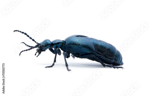 Beetle photo