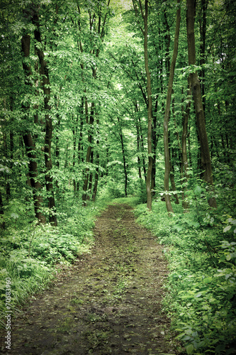 beautiful green forest