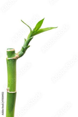 Fresh bamboo isolated on white background