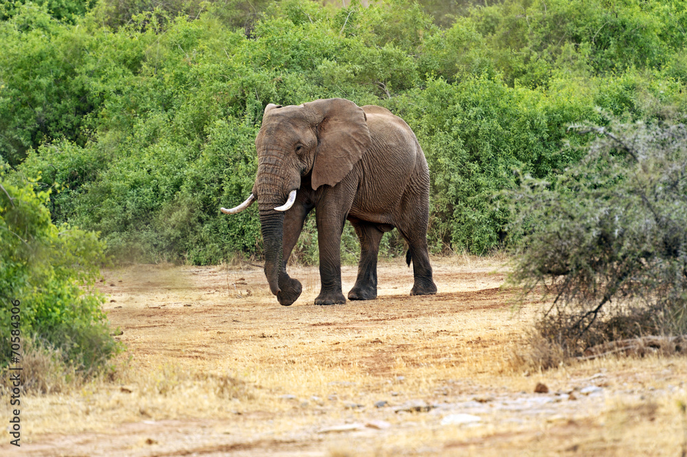 Obraz premium Słoń