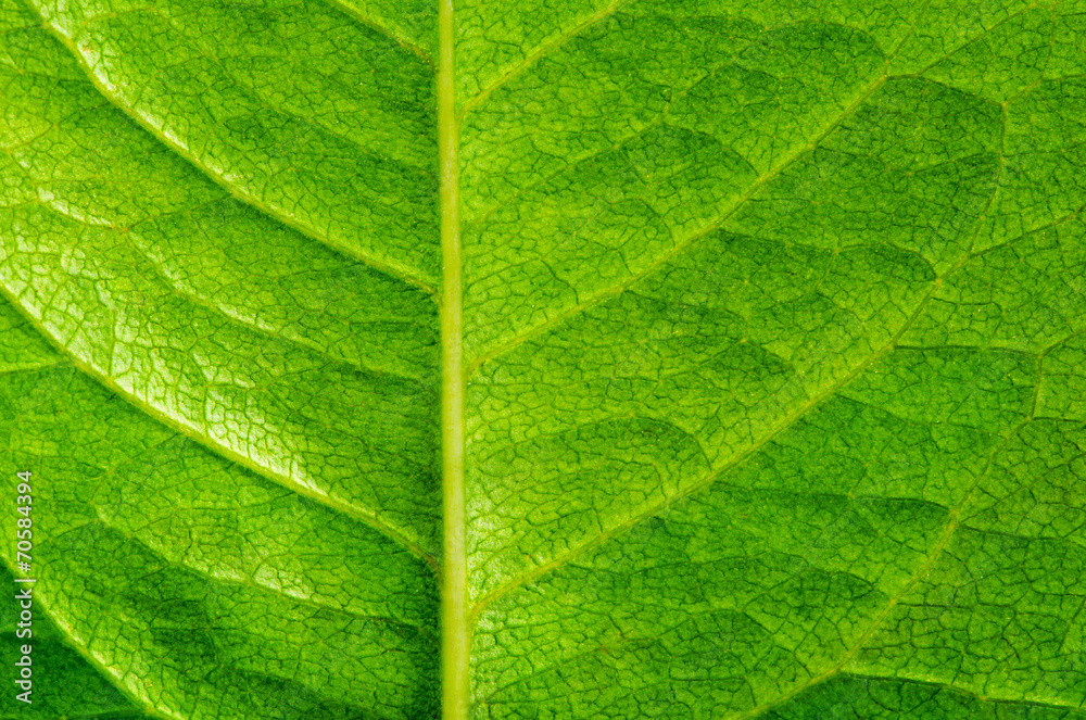 leaf texture leaf texture