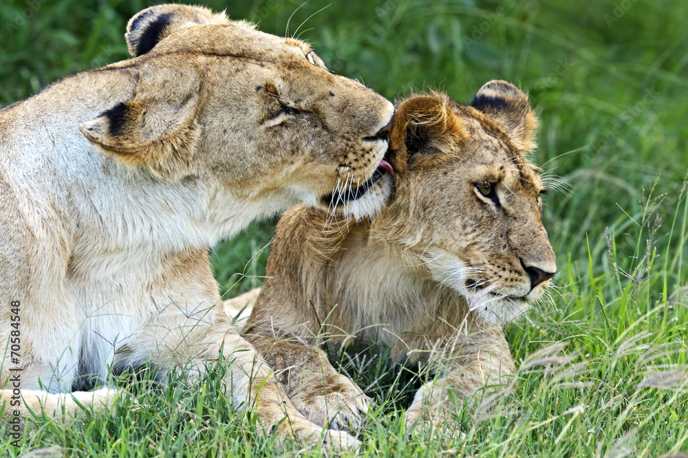 Fototapeta premium Lion