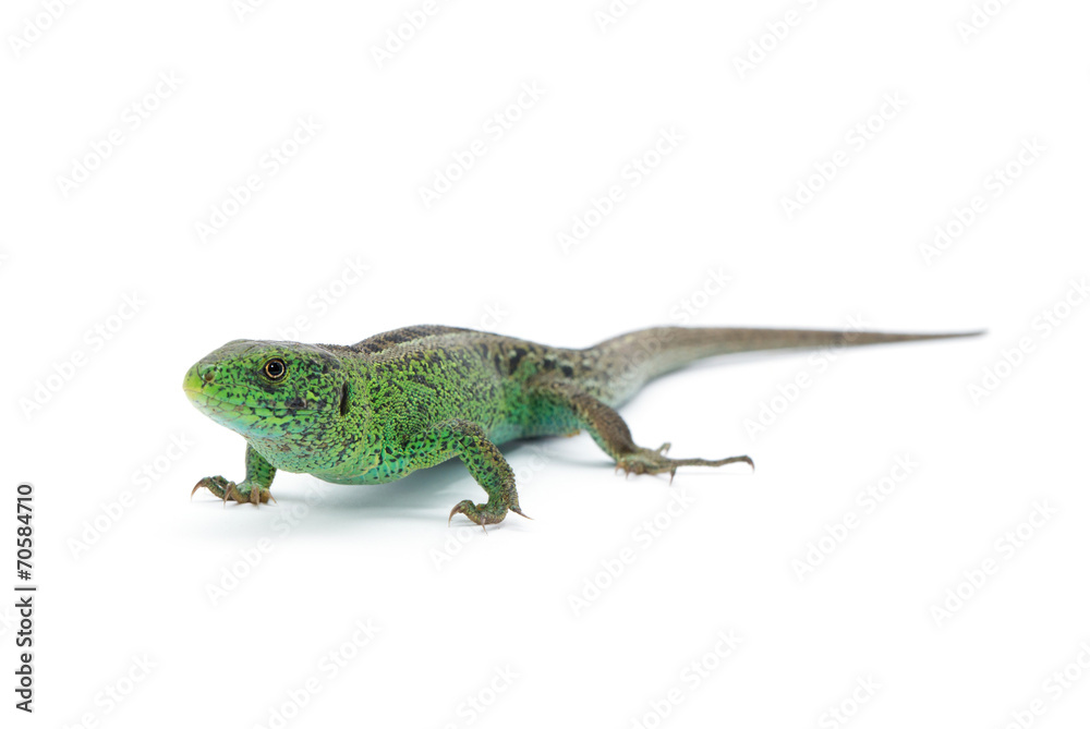 Naklejka premium Lizard