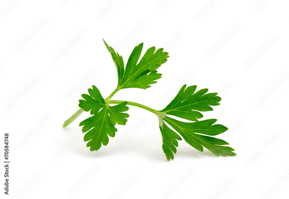 parsley isolated on white background parsley isolated on white background
